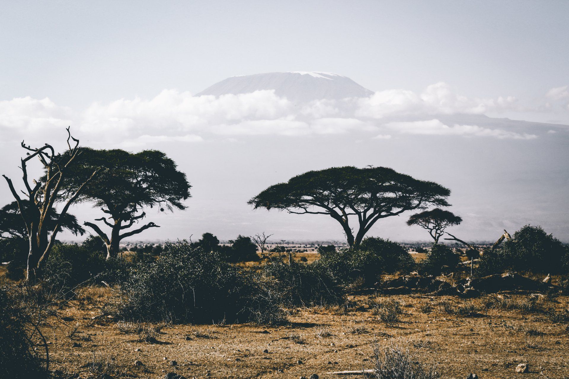 A landscape with trees and mountains in the background
