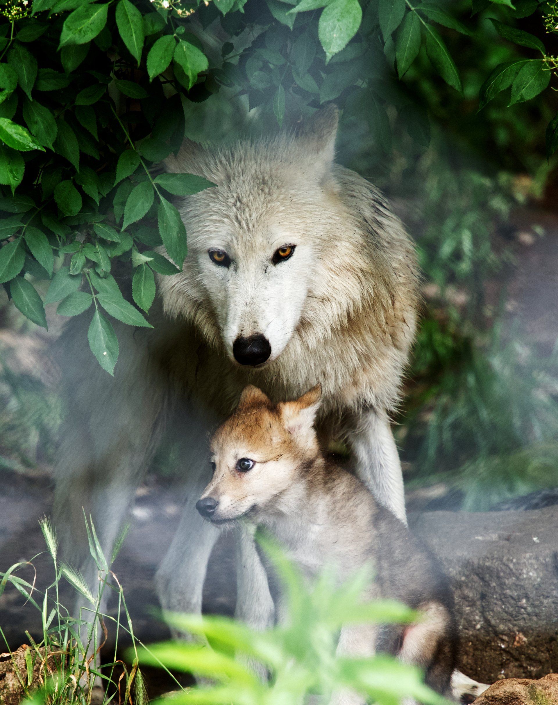 Running With The Wolves by Sue Cartwright, Spiral Leaf