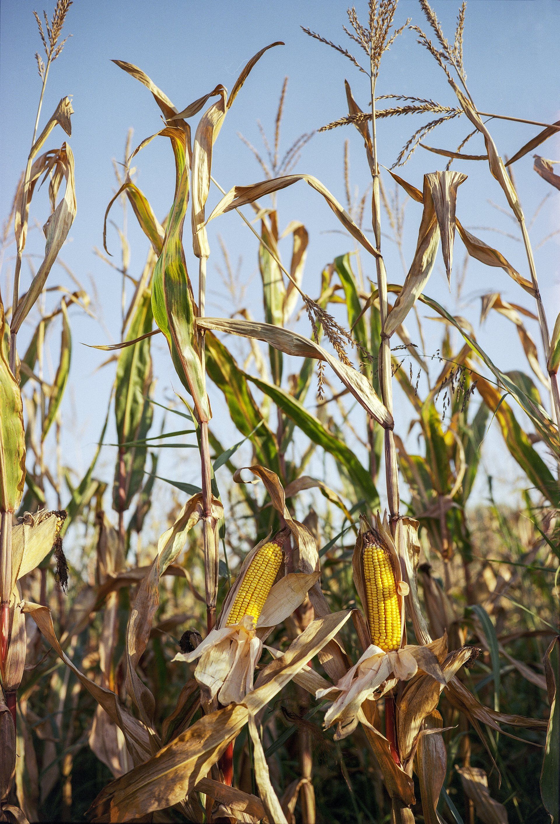 A field of corn with a blue sky in the background