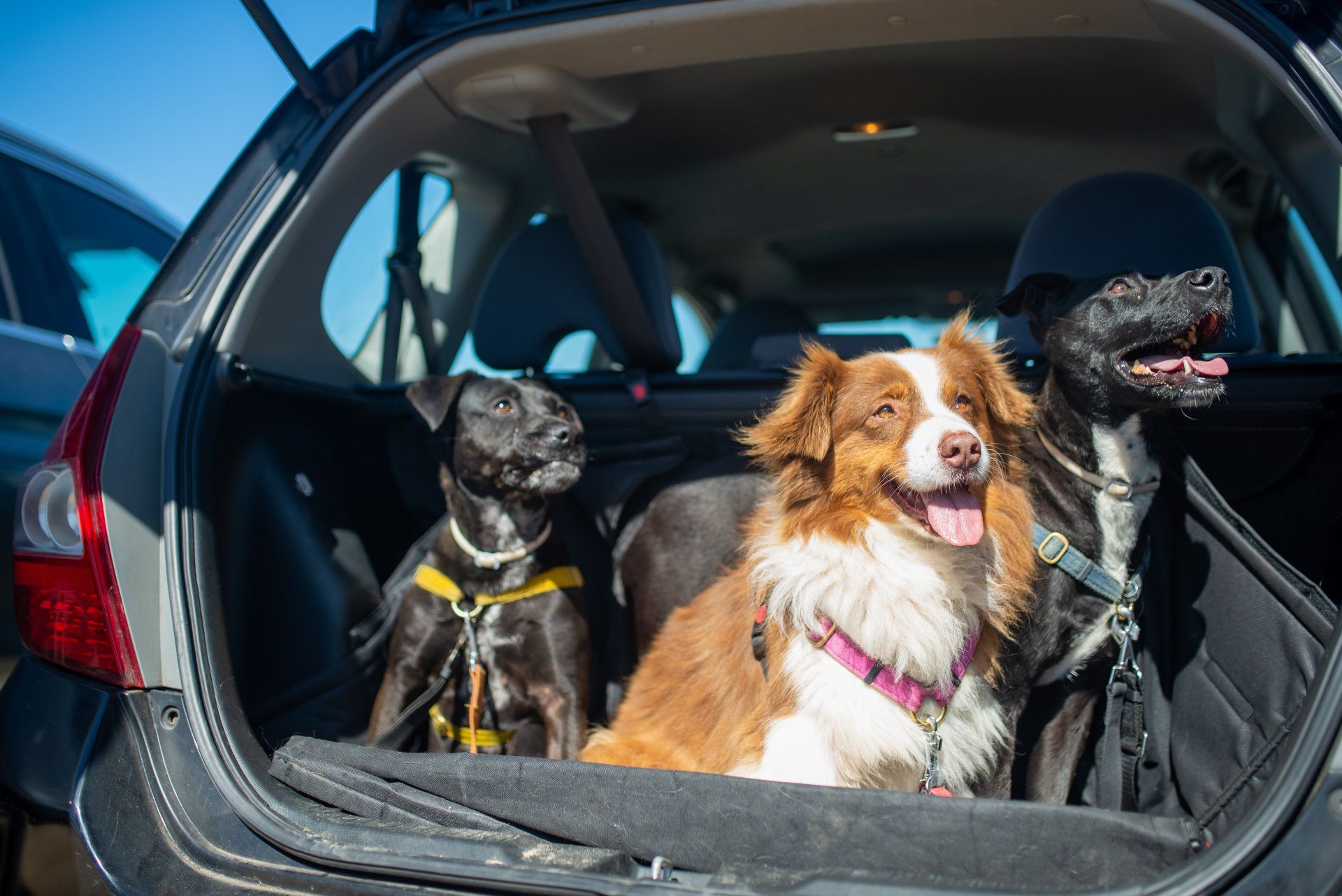 Cani nel bagagliaio dell'auto