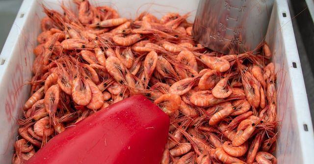 Unlocking Gulf Shrimp s Nutritional Treasure