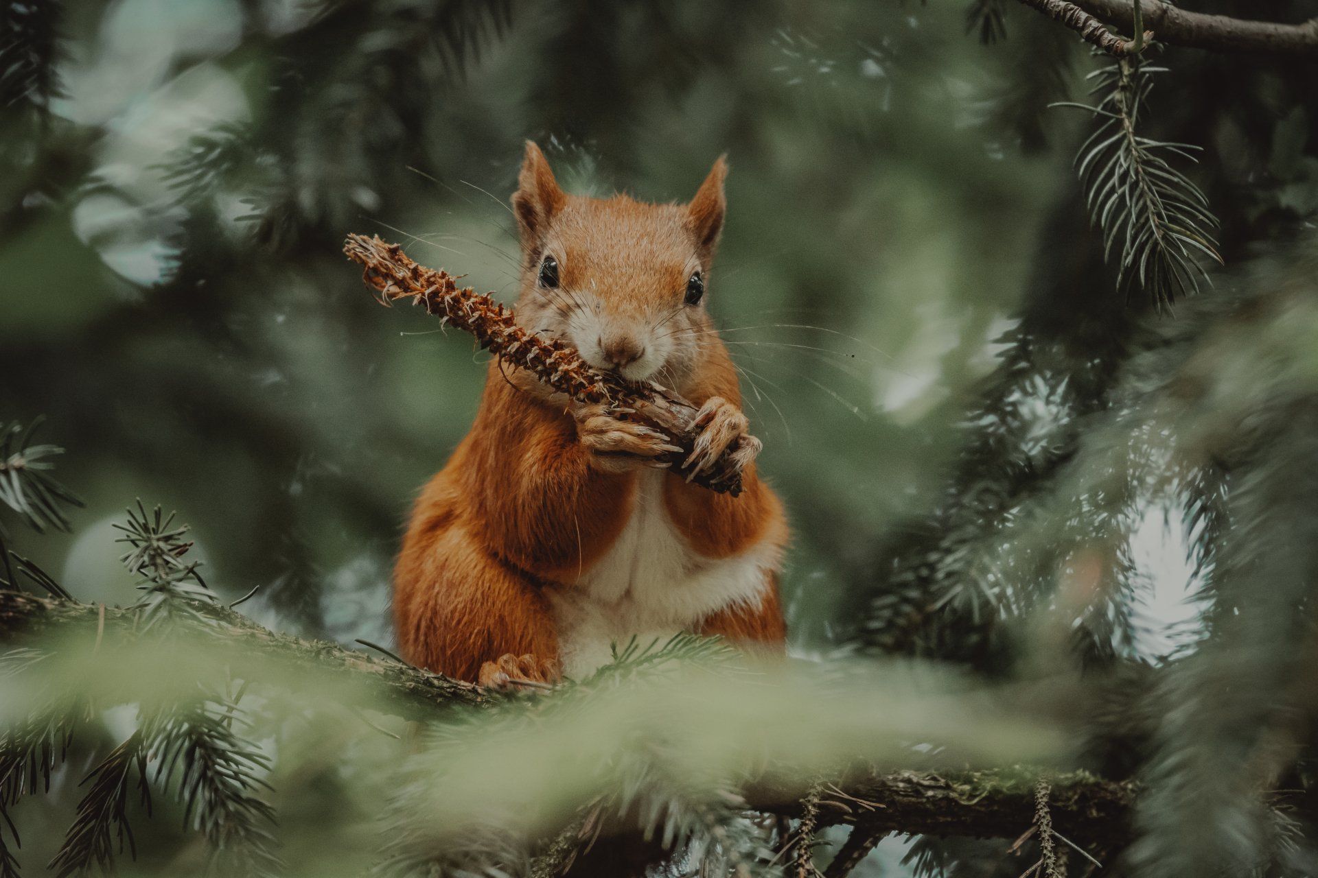 Red squirrel in a pine tree with a stick. 