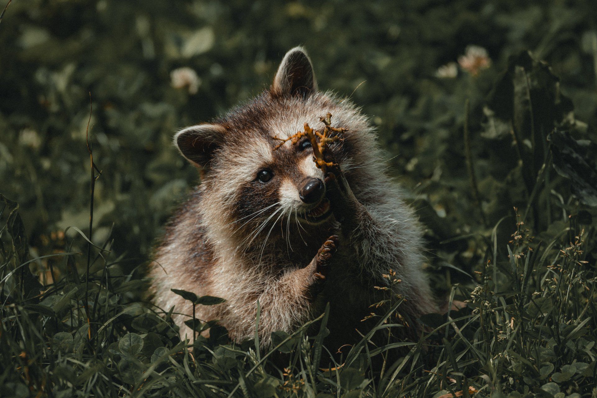 Raccoon Inspecting Leaf in Grass