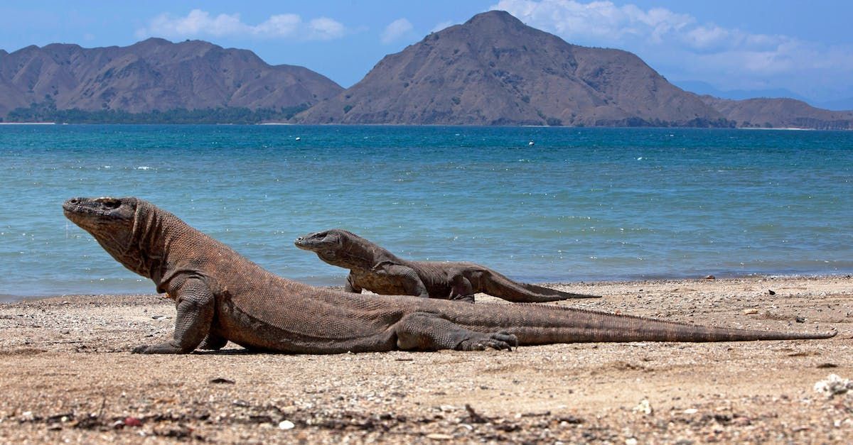 More information on Labuan Bajo Indonesia and the Komodo Dragons