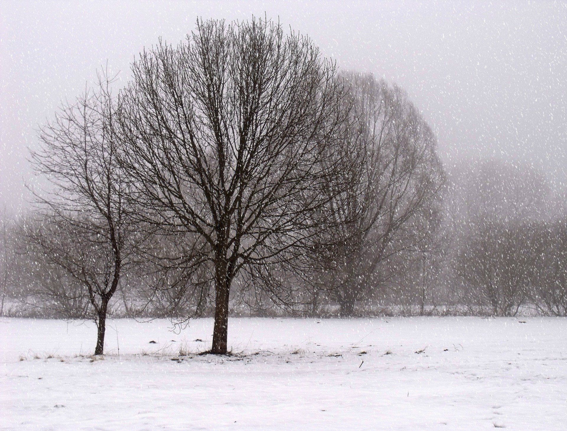 Winter Solstice by Sue Cartwright, Spiral Leaf