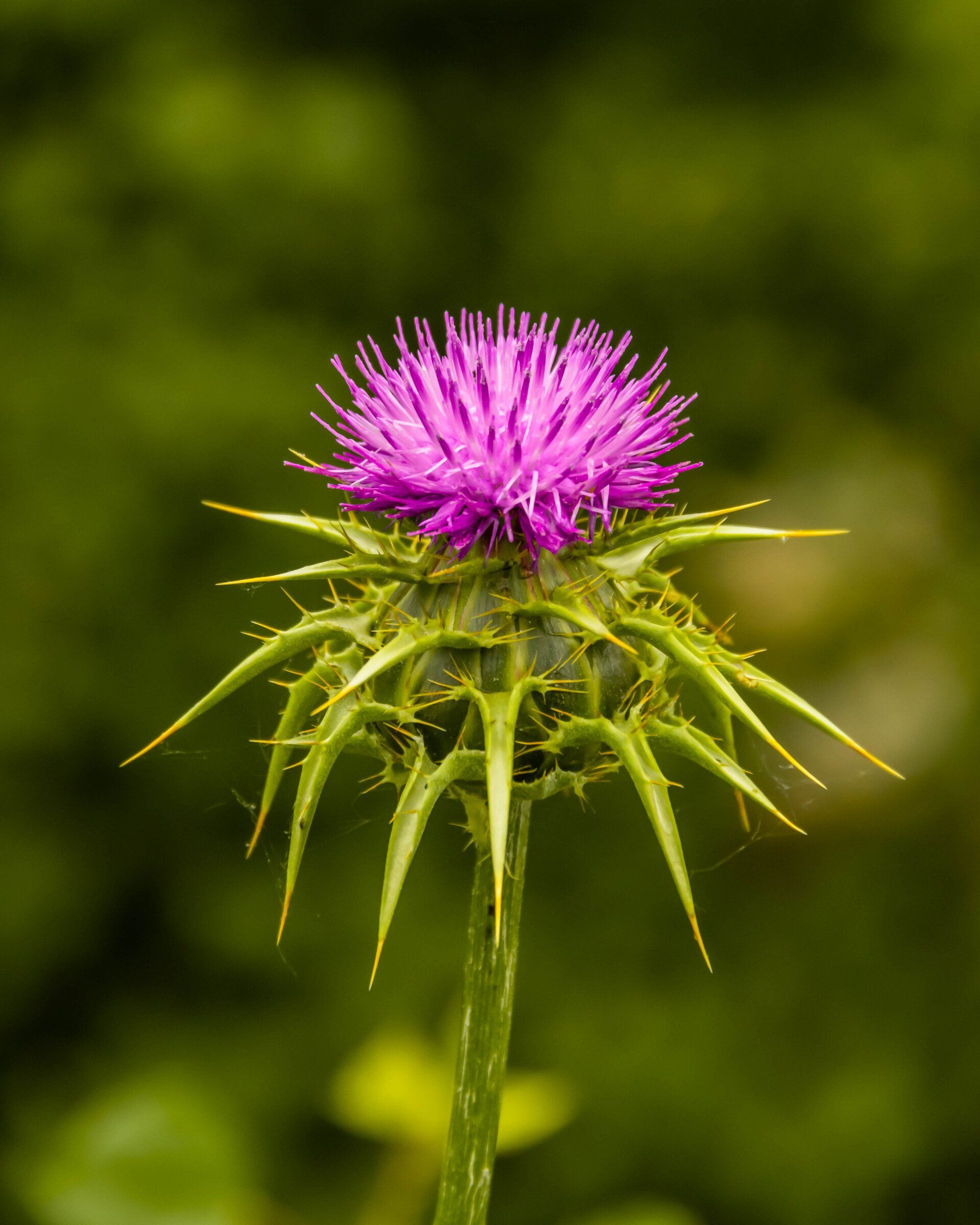 Milk Thistle Plant and Flower
