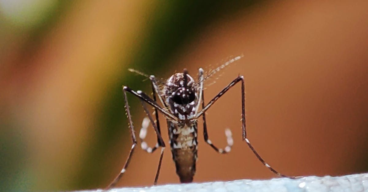 How to Get Rid of Mosquitoes Inside A Comprehensive Guide
