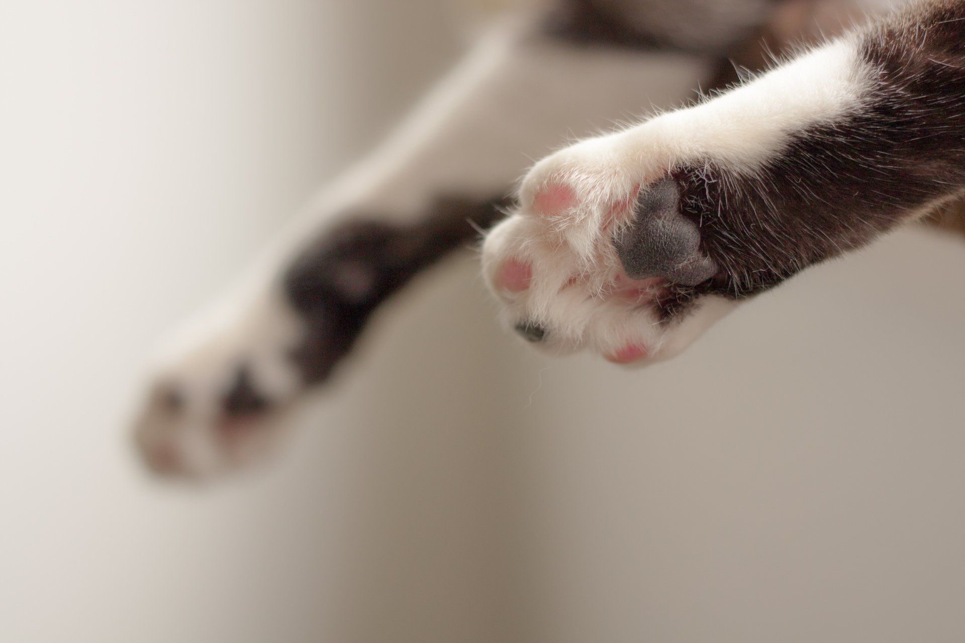Cat's Paw Theory
