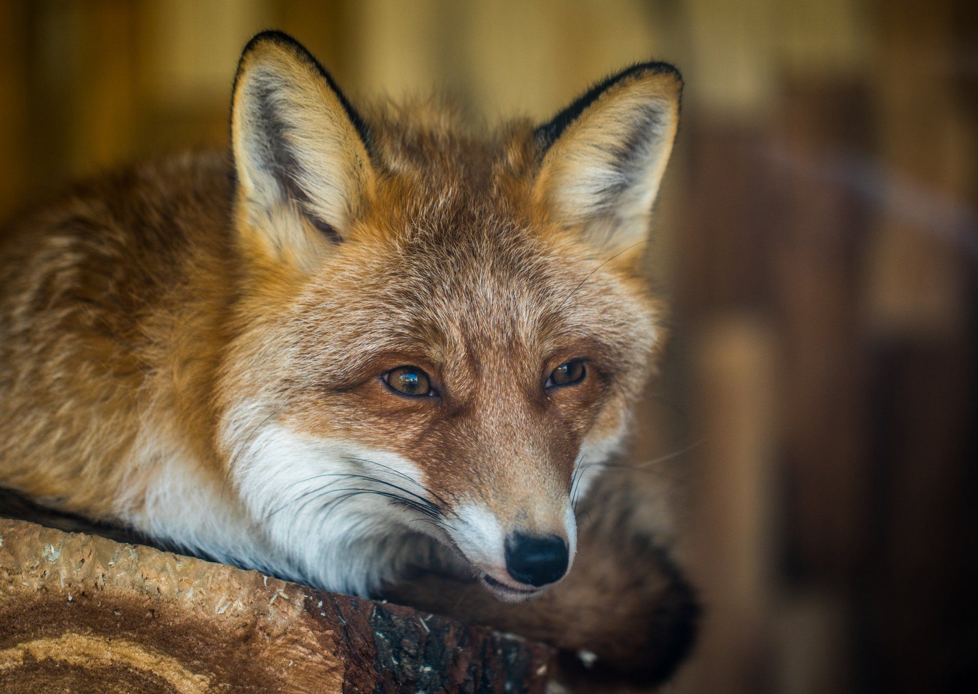 A Fox Runs - A Poem by Sue Cartwright, Spiral Leaf