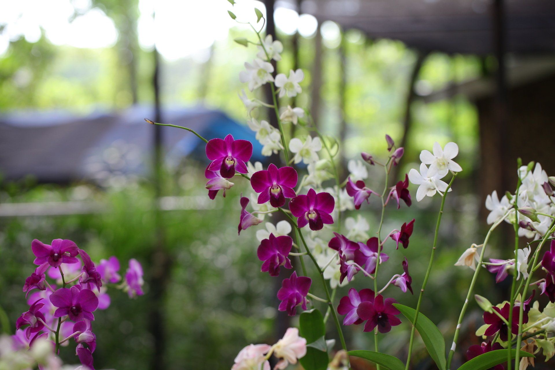 orchidées mauves et blanches dans un jardin