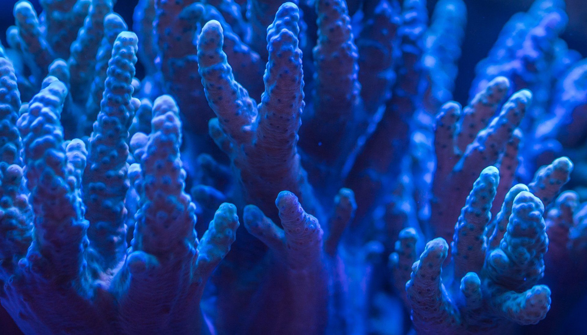 a close up of a blue and purple coral reef