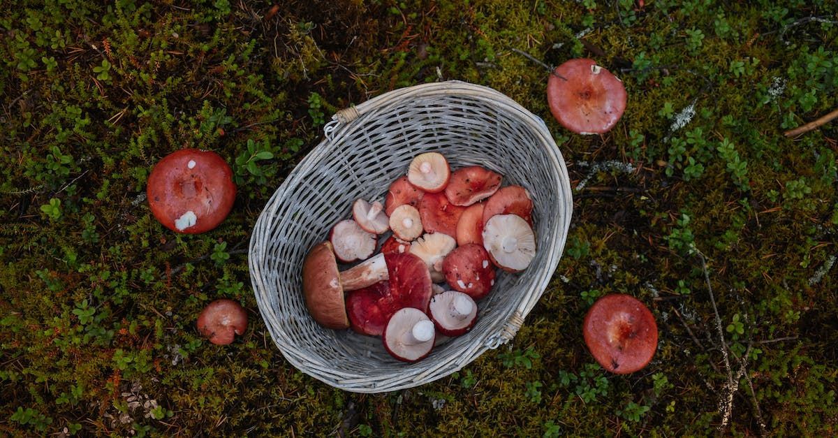 Almanac for September 2023 by Sue Cartwright, Spiral Leaf