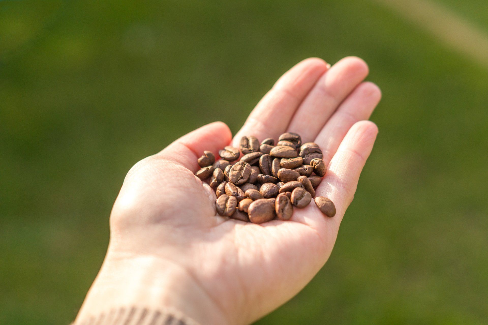 A person is holding a pile of coffee beans in their hand