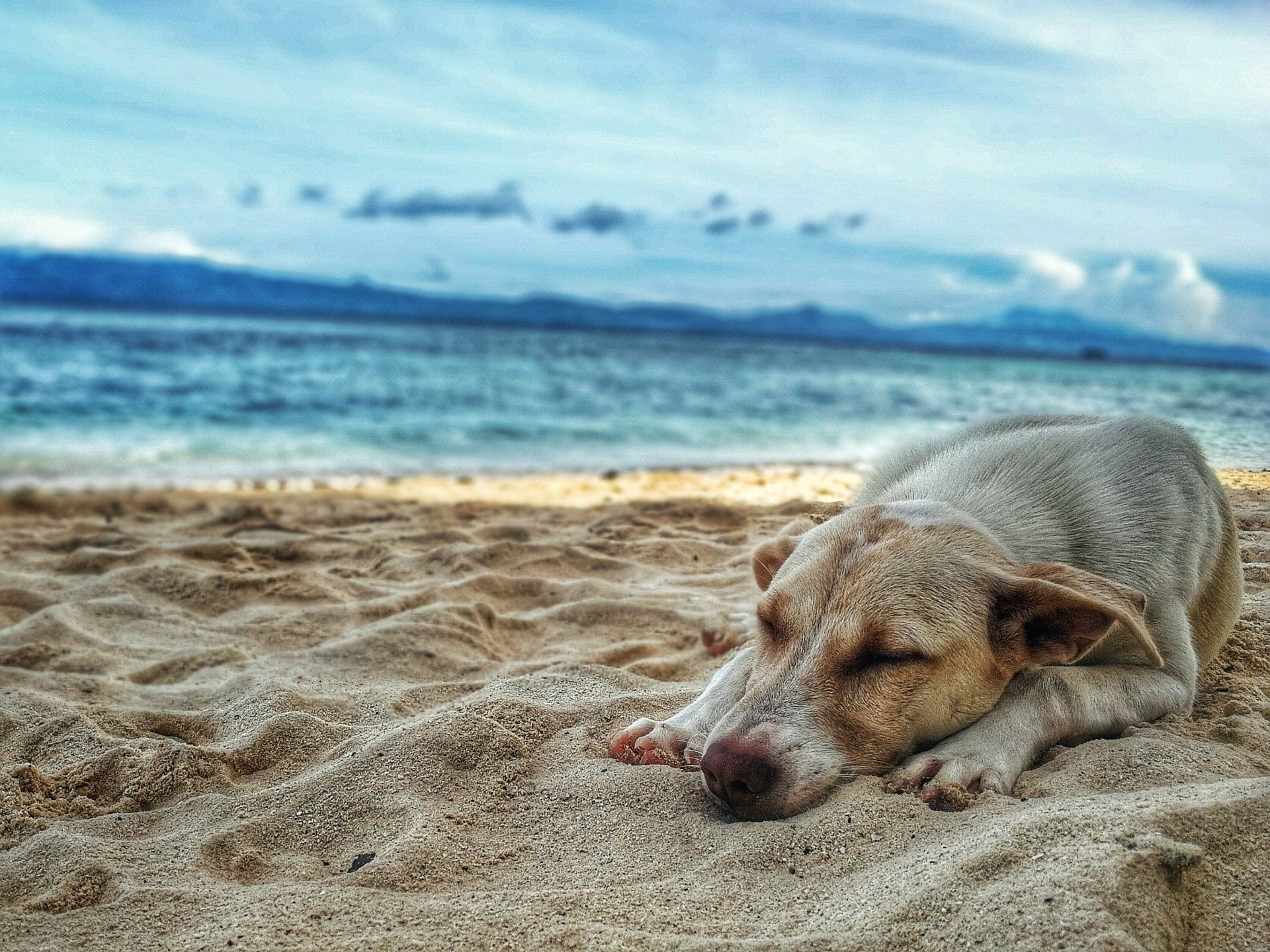 dog lying on a sandy beach