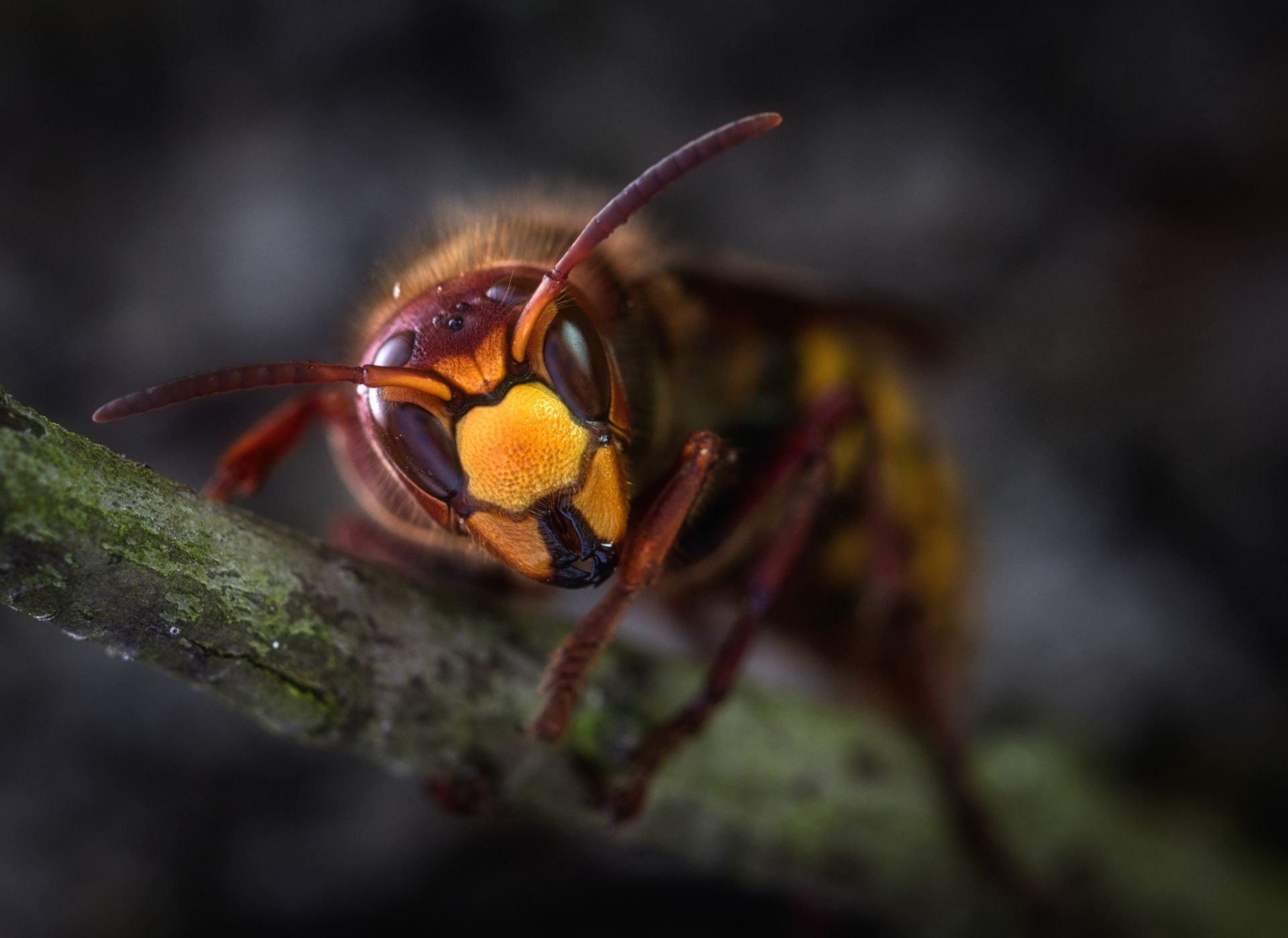 wasp on a tree branch