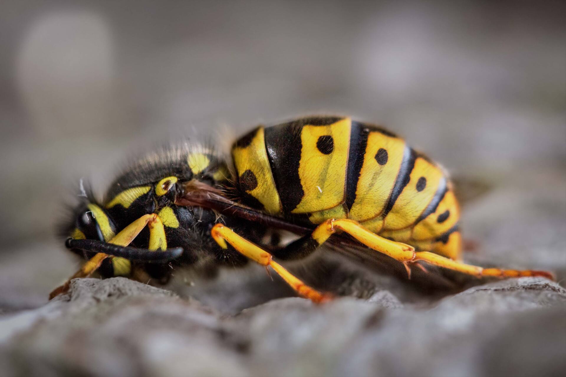 Pestify Pest Control Wasp and Hornet Control