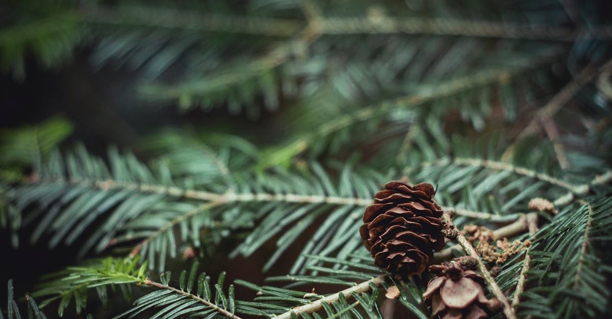 fir tree branch with cone