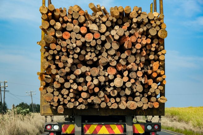 A truck is carrying a large pile of logs on the back of it.