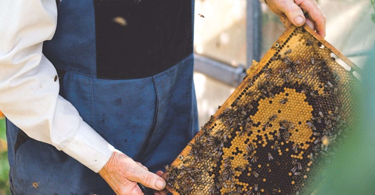 A man is holding a piece of honeycomb with bees on it.