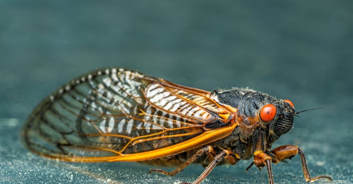 200 Year Cicada in Missouri