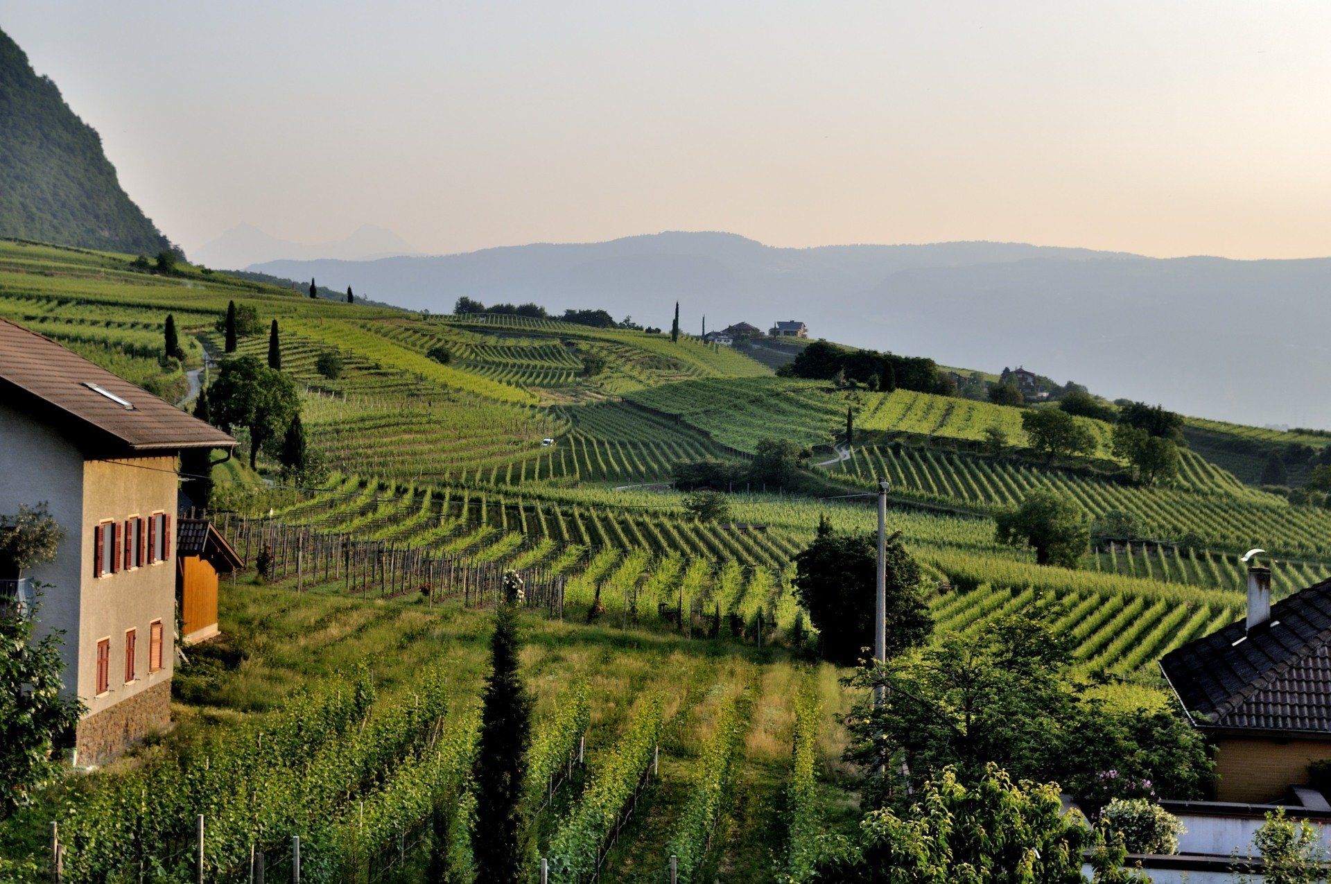 A house in the middle of a vineyard with mountains in the background