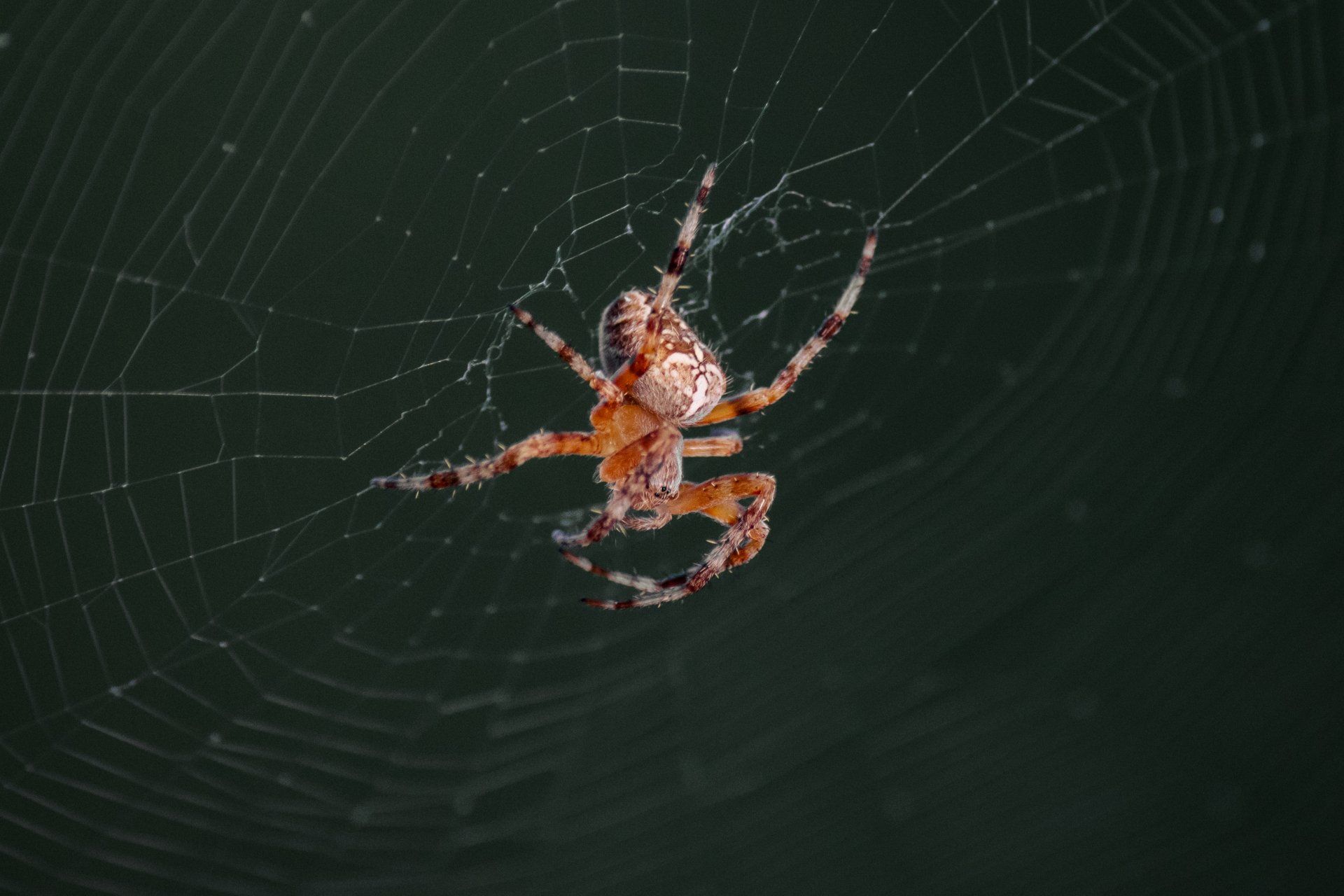 A close up of a spider on a web.