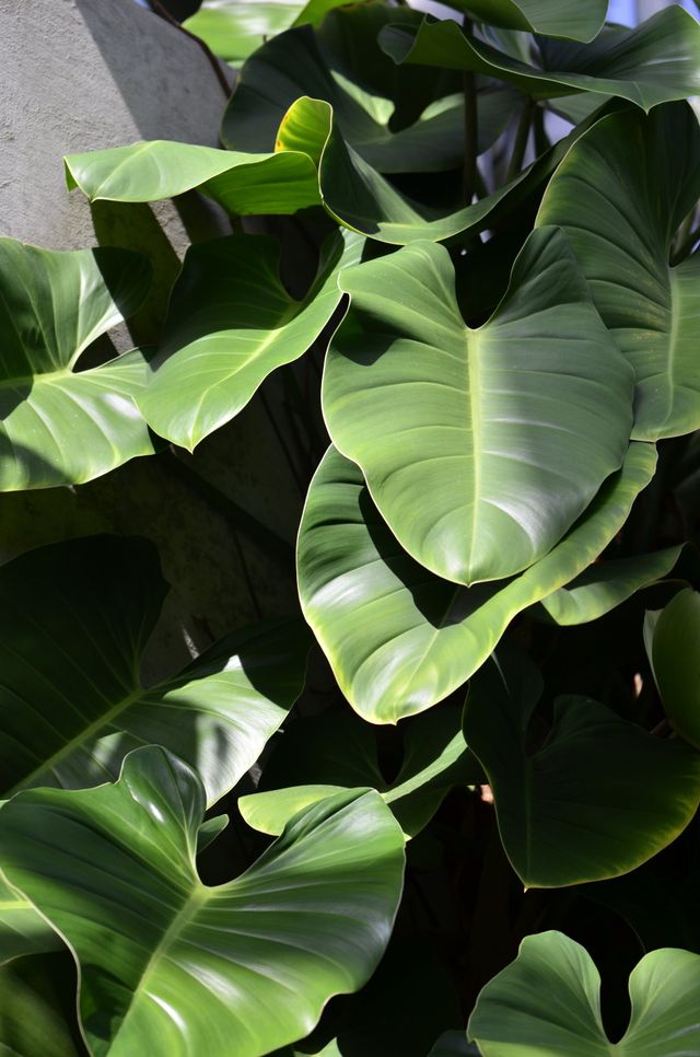 A Philodendron Almost Killed My Dog