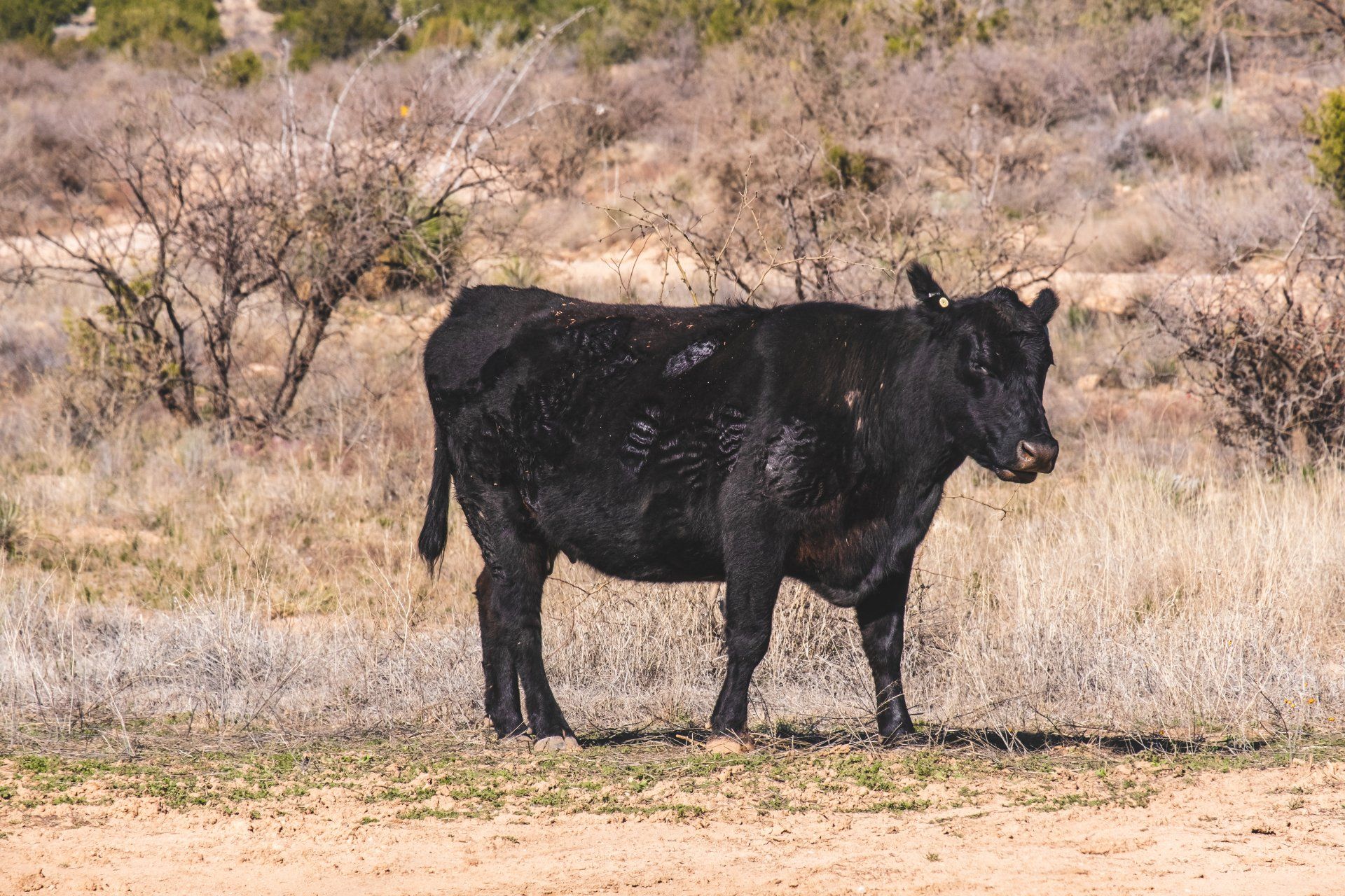 A black cow is standing in the middle of a dirt field.