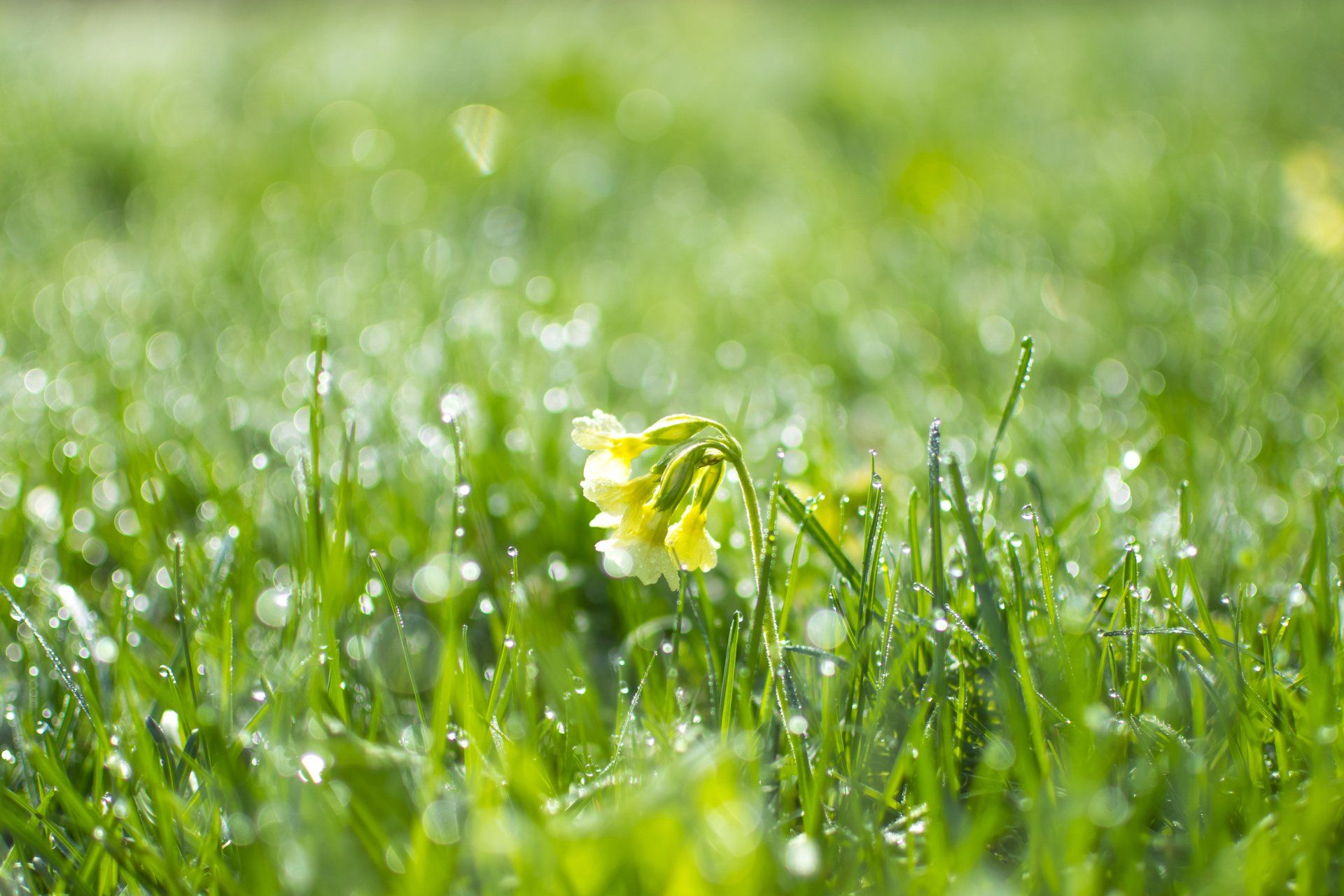 spring yellow flower is growing in the grass with water drops on it.
