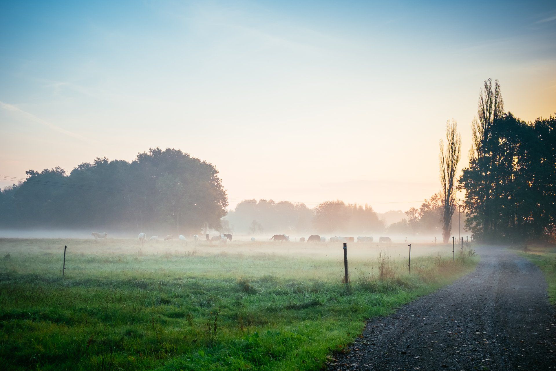 A foggy field with a dirt road in the foreground and trees in the background.