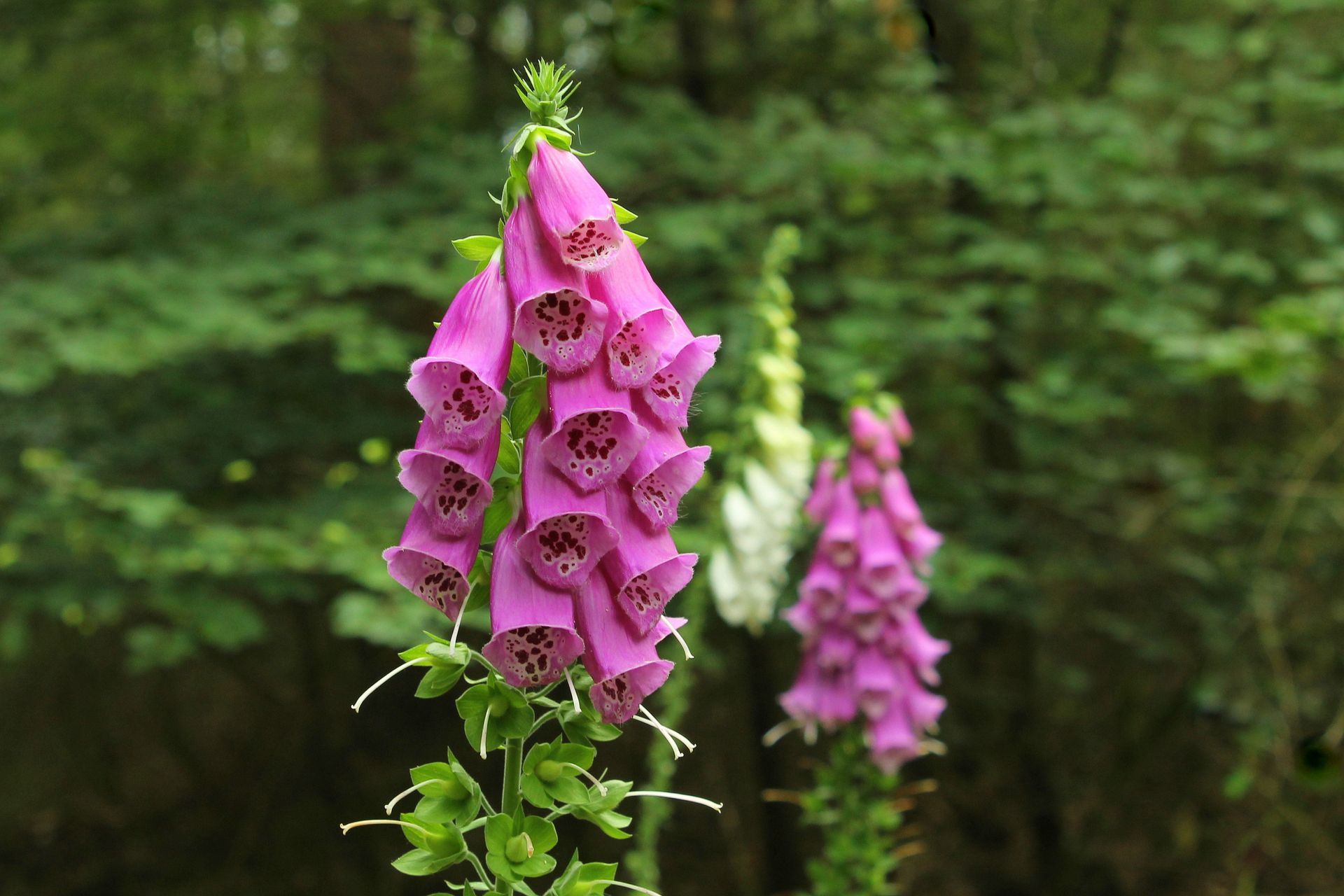 A close up of a foxglove flower in the woods.