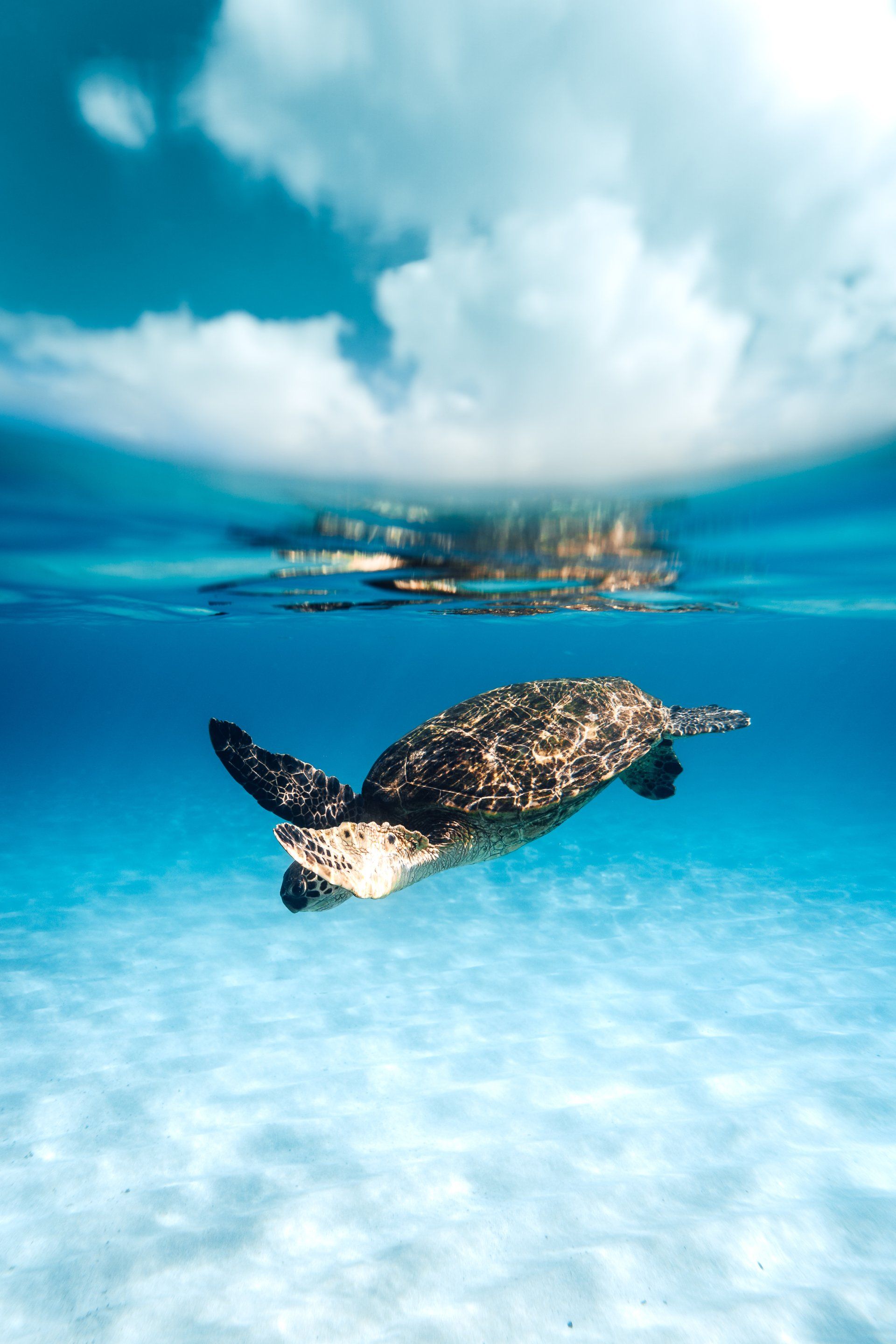 Sea turtle swimming underwater, bright blue water, white sandy bottom, visible clouds above.