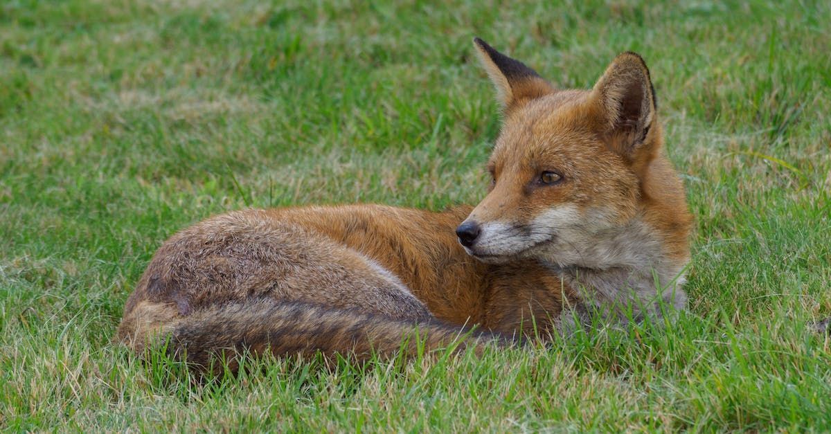A Fox Runs - A Poem by Sue Cartwright, Spiral Leaf