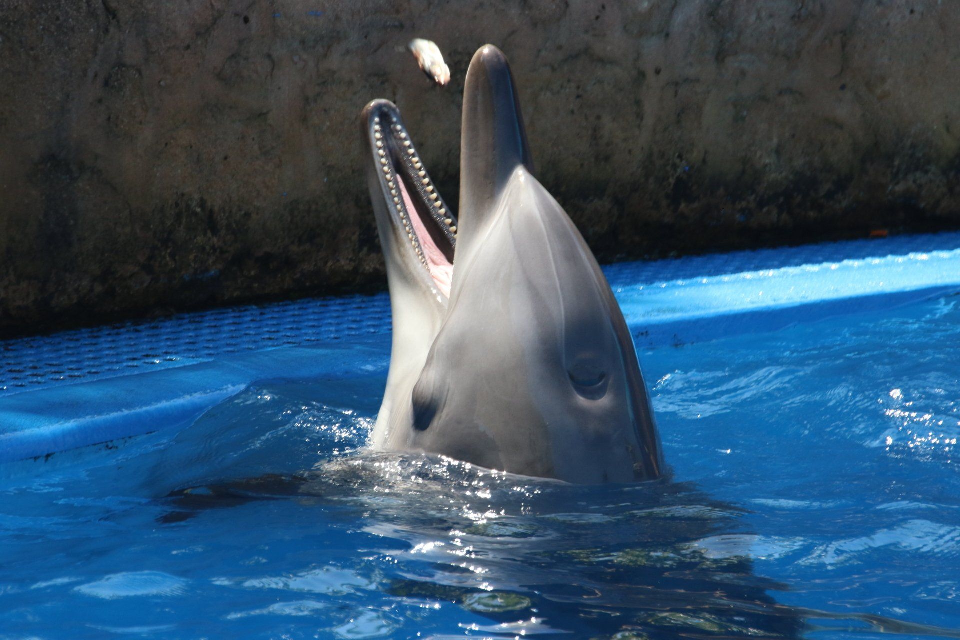 Un delfín nada en el agua con la boca abierta.