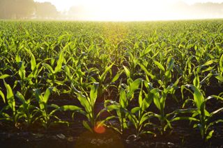 A field of corn plants with the sun shining through the leaves