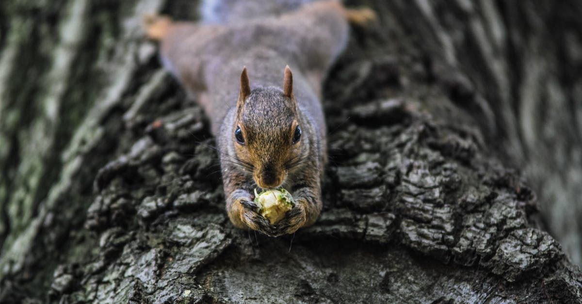 Squirrel Hanging from Tree