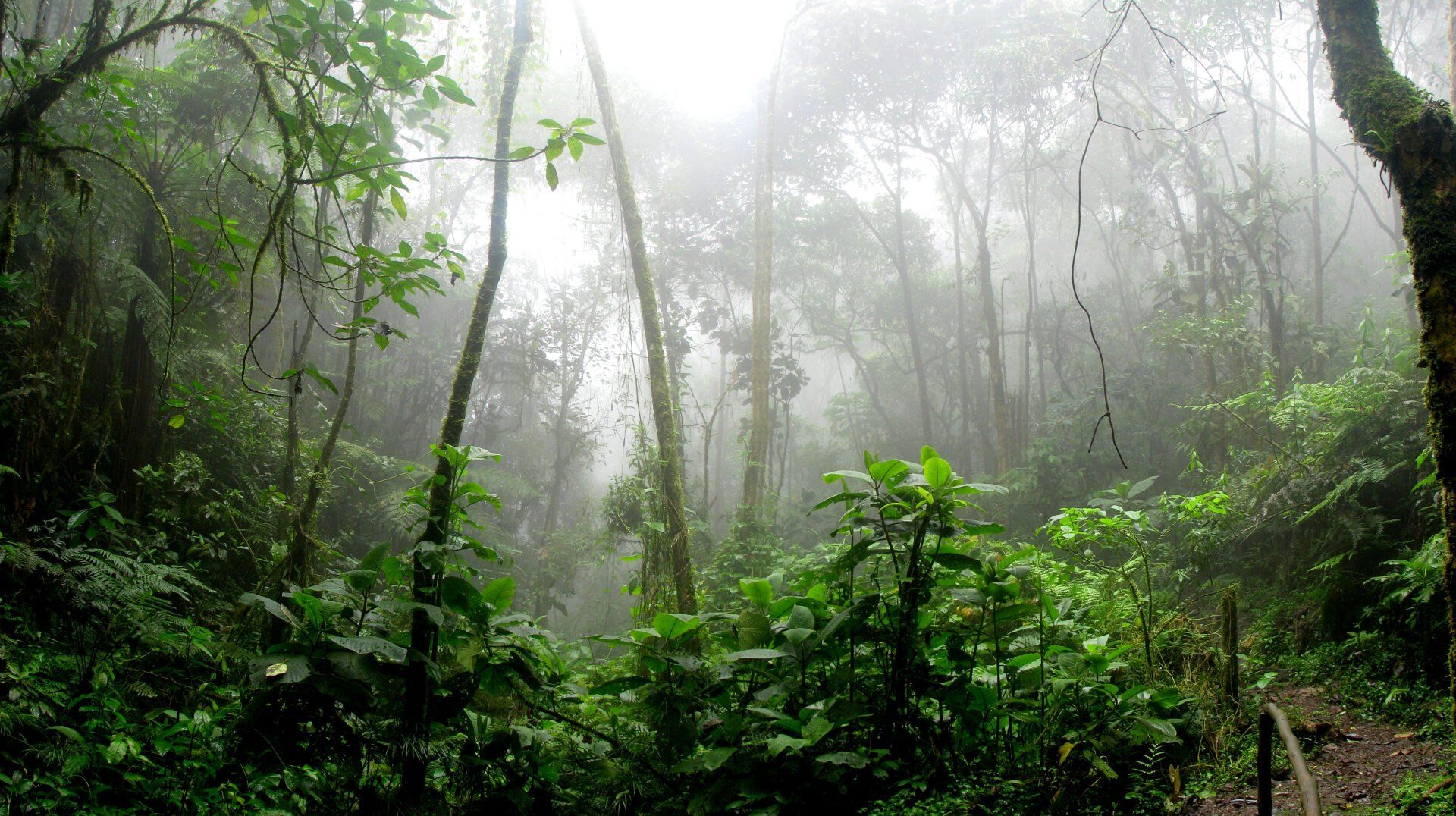 A path in the middle of a foggy forest.