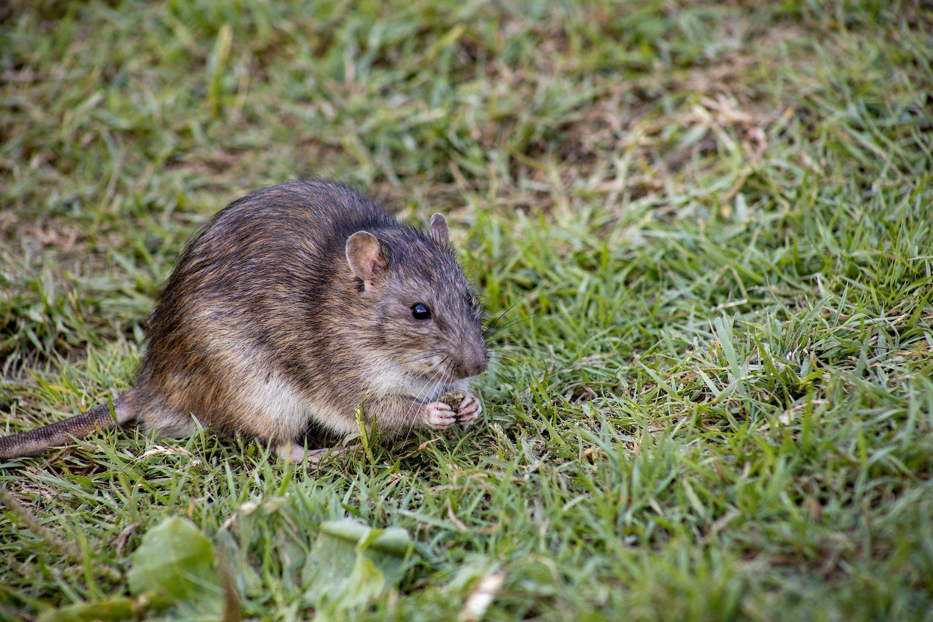 Rodent Control with Seashore Pest