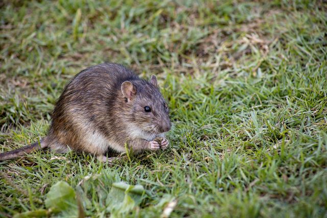 Ultimate Guide to Huntington Beach Rodent Control: Enjoy Your Stay Pest-Free