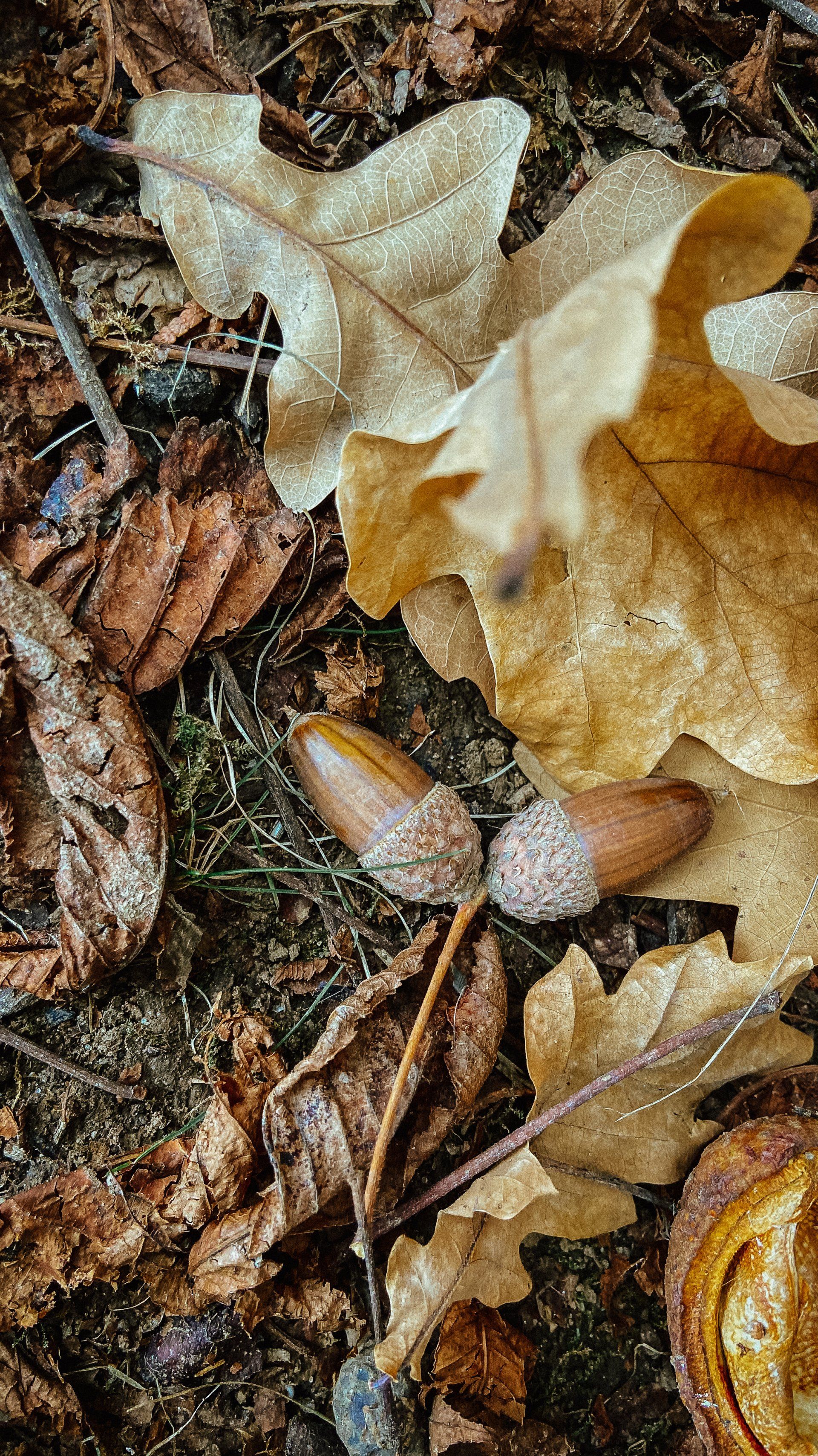 fallen acorns