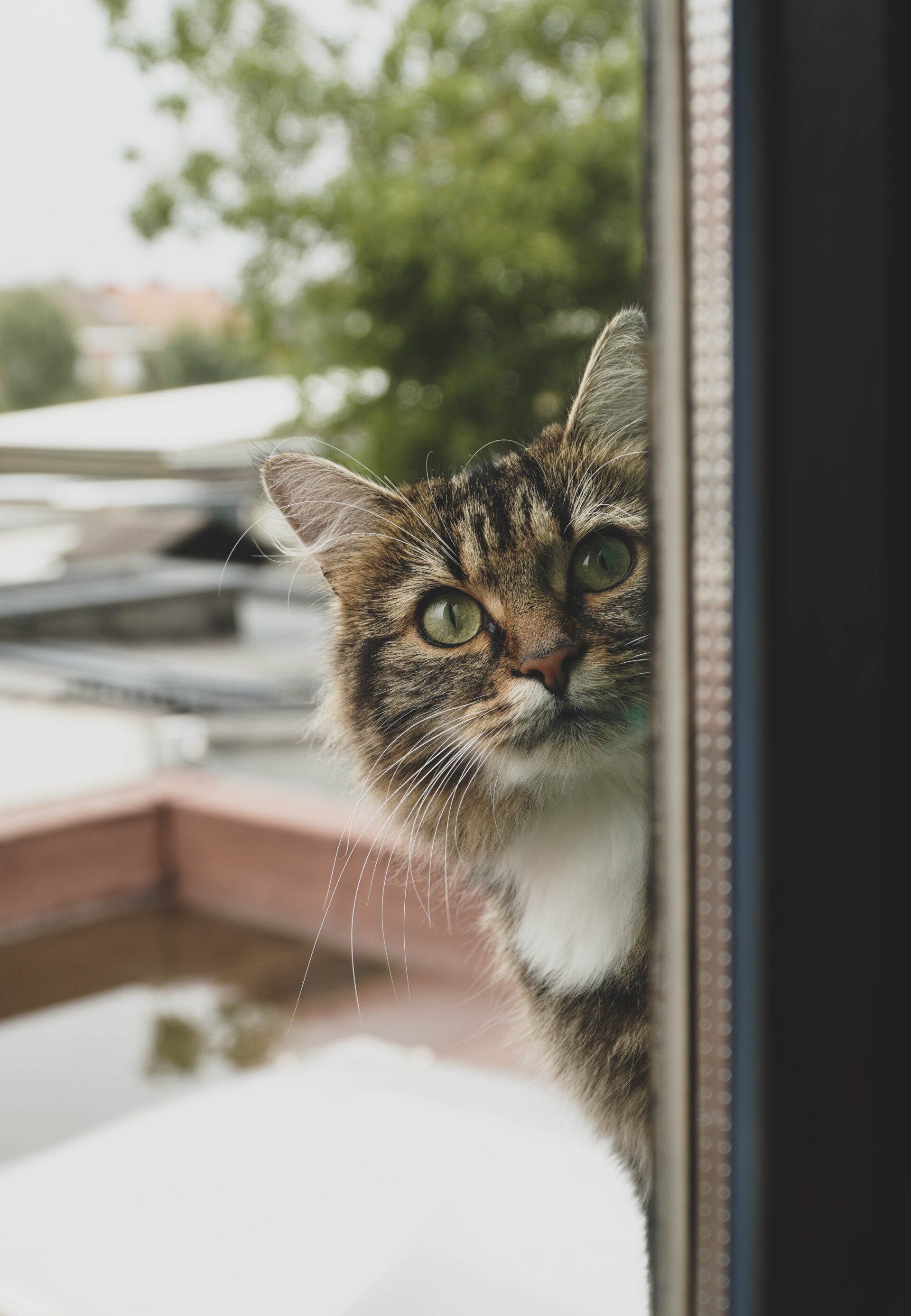 Kennenlernen Ihres Haustiers Katze guckt zum Fenster rein