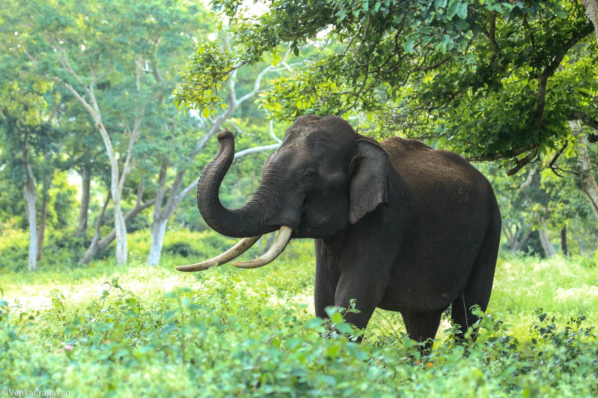 an elephant with long tusks is standing in a grassy field .