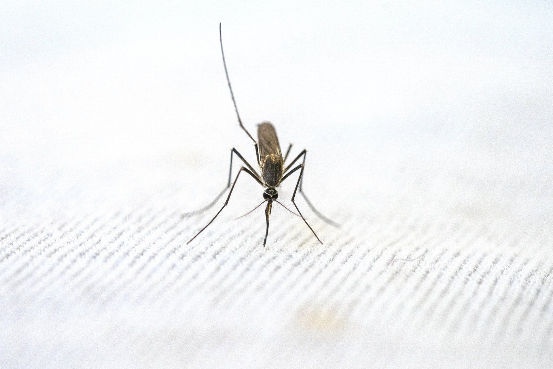 A close up of a mosquito on a white surface.