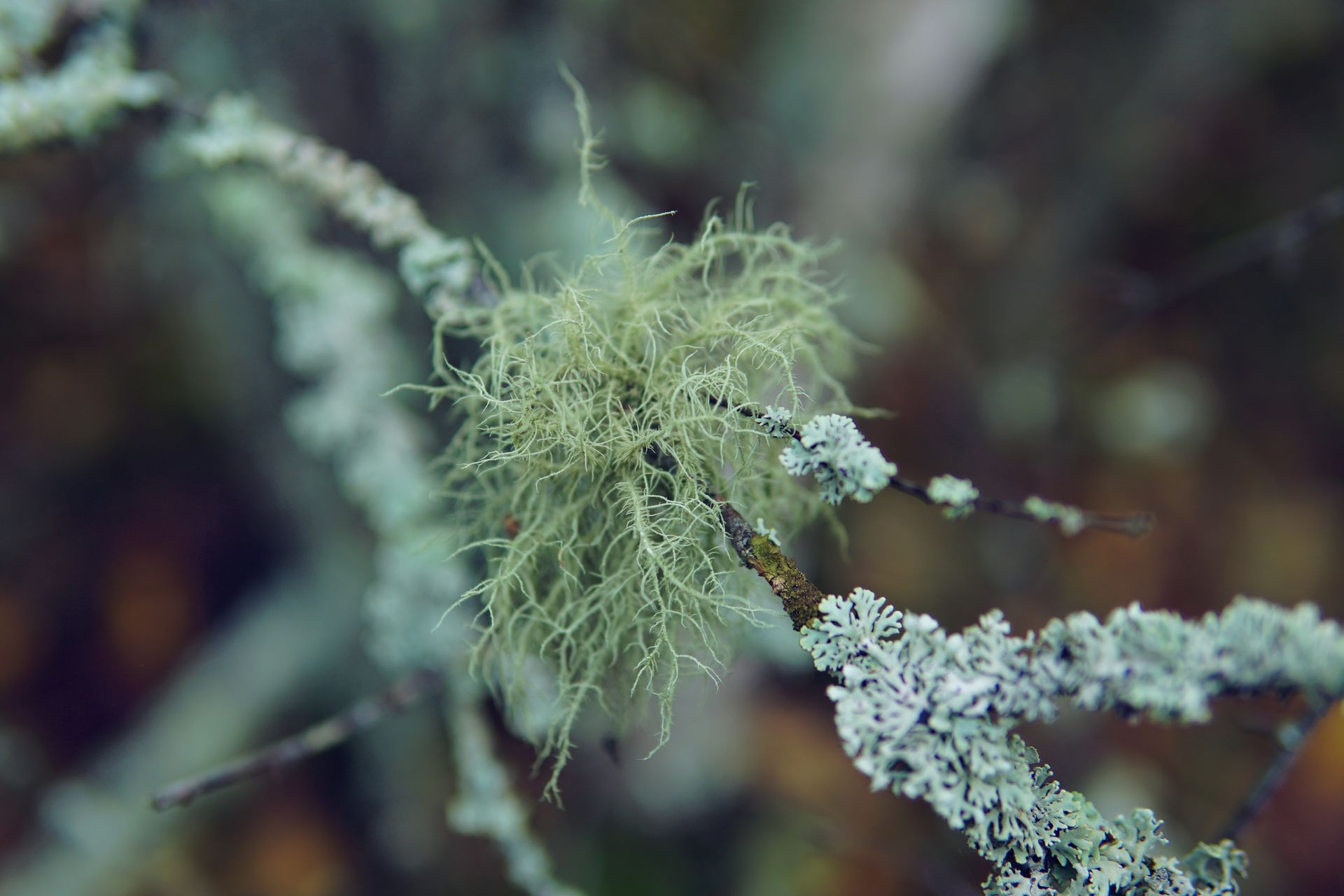 A close up of a plant with a lot of lichen on it.