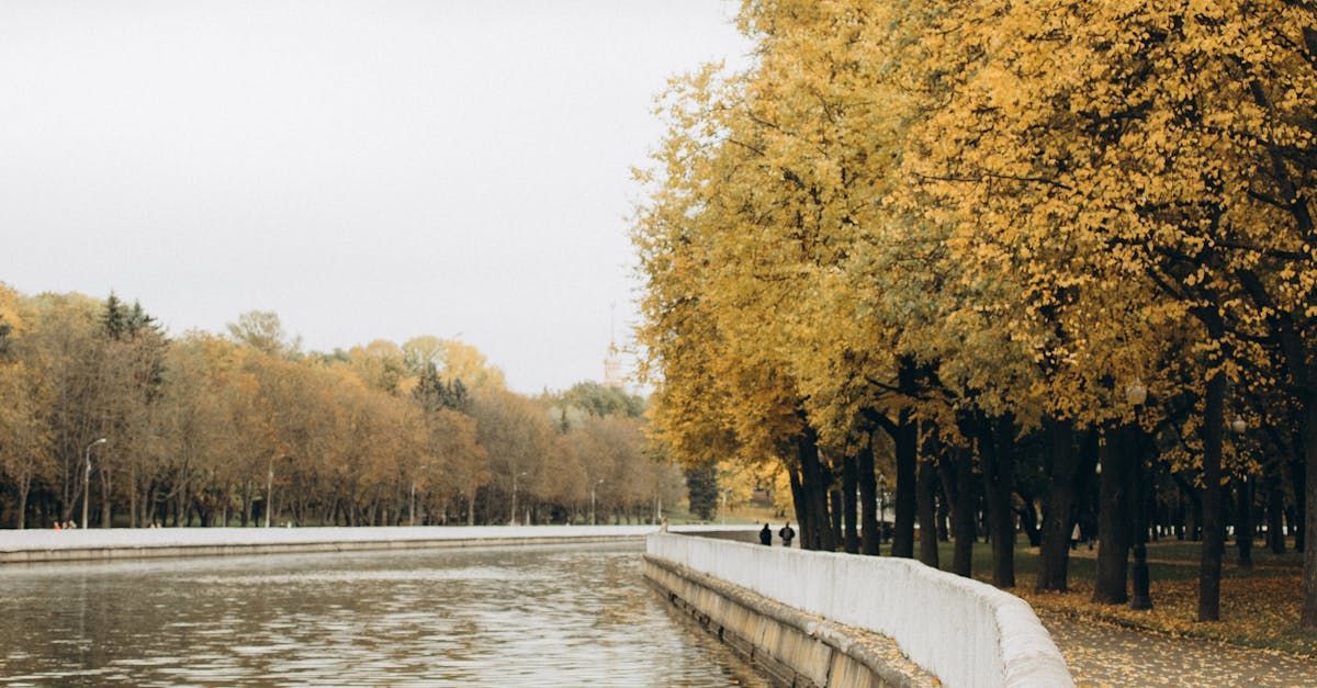 Row of trees with yellow leaves next to a body of water on an overcast day.