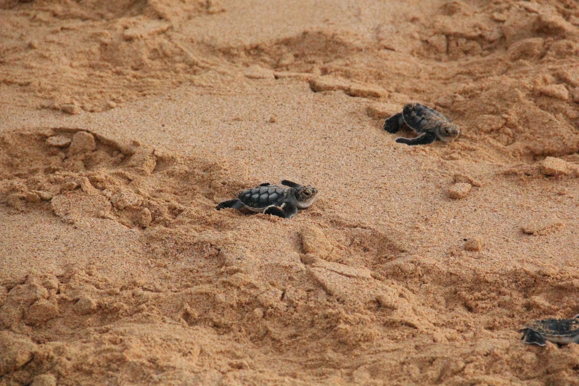 Baby Sea Turtles