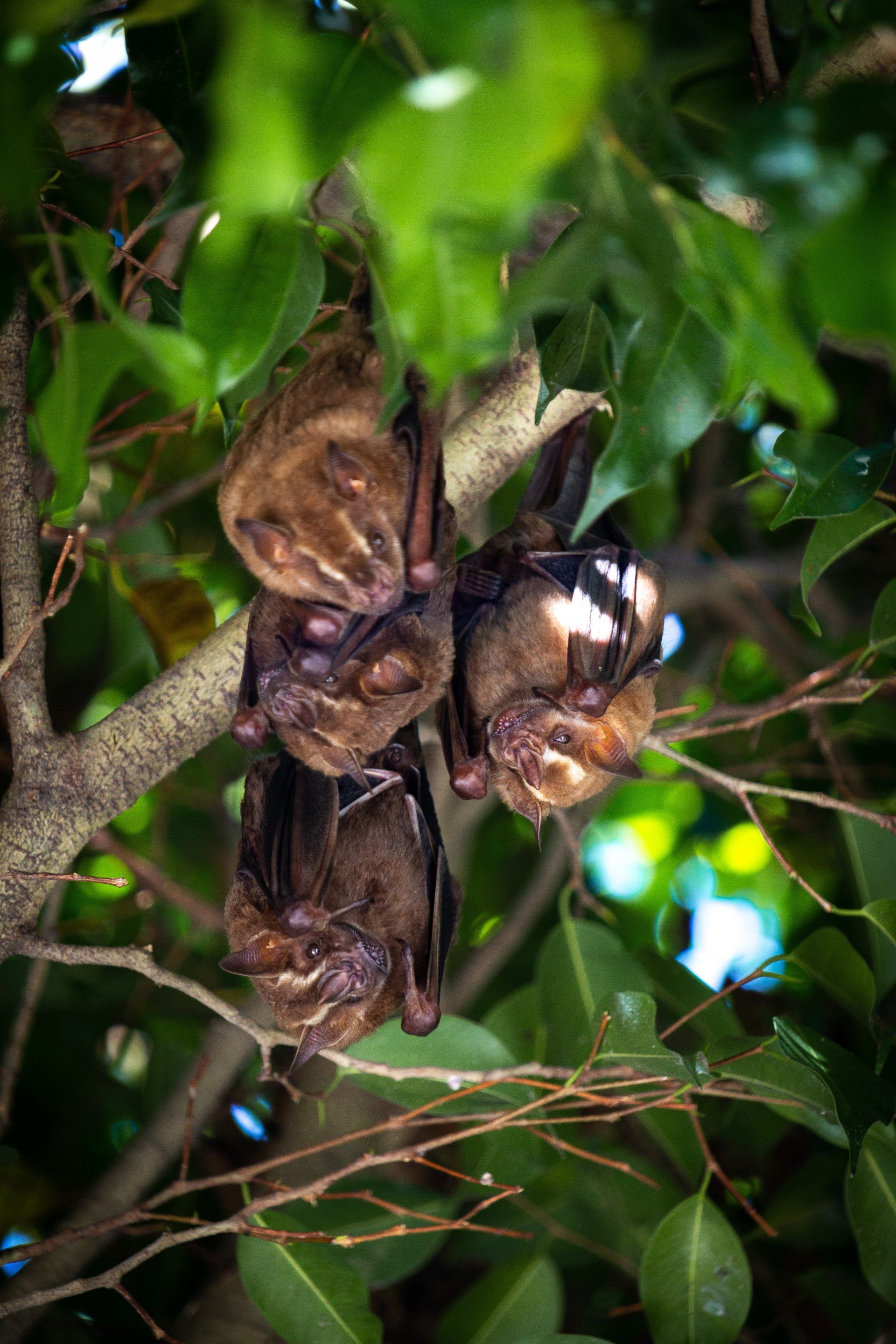 bats in a tree