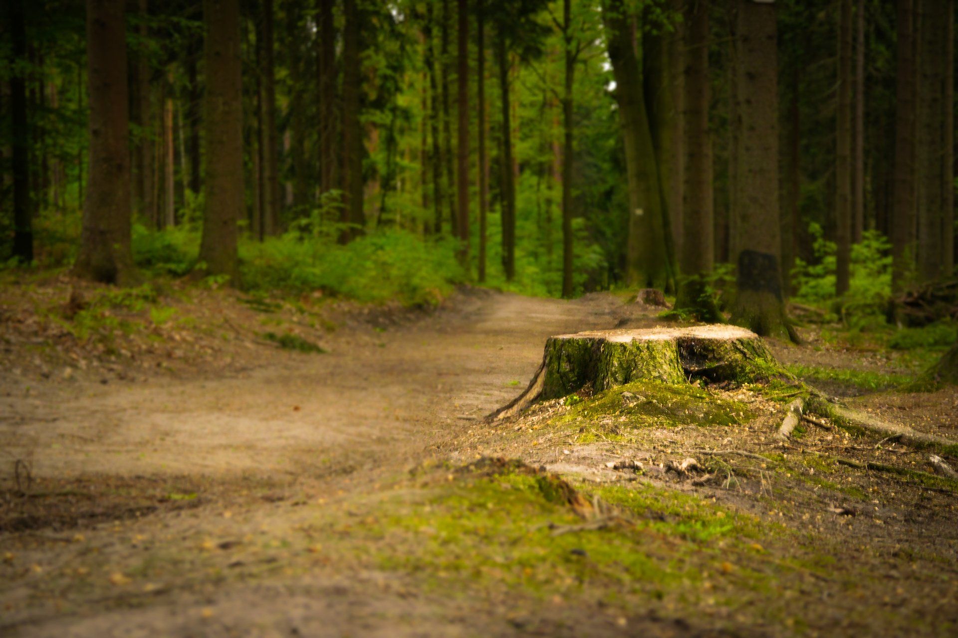 tree stump