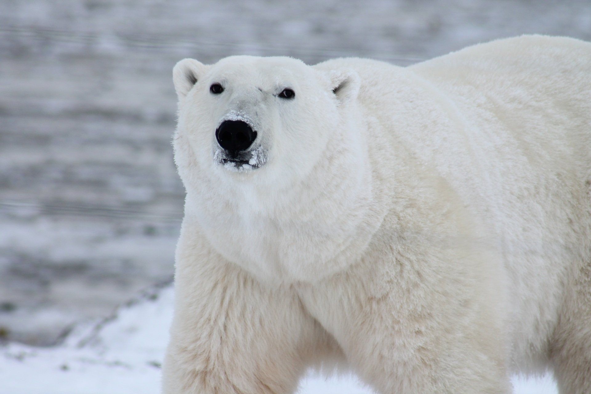 A polar bear is standing in the snow and looking at the camera.