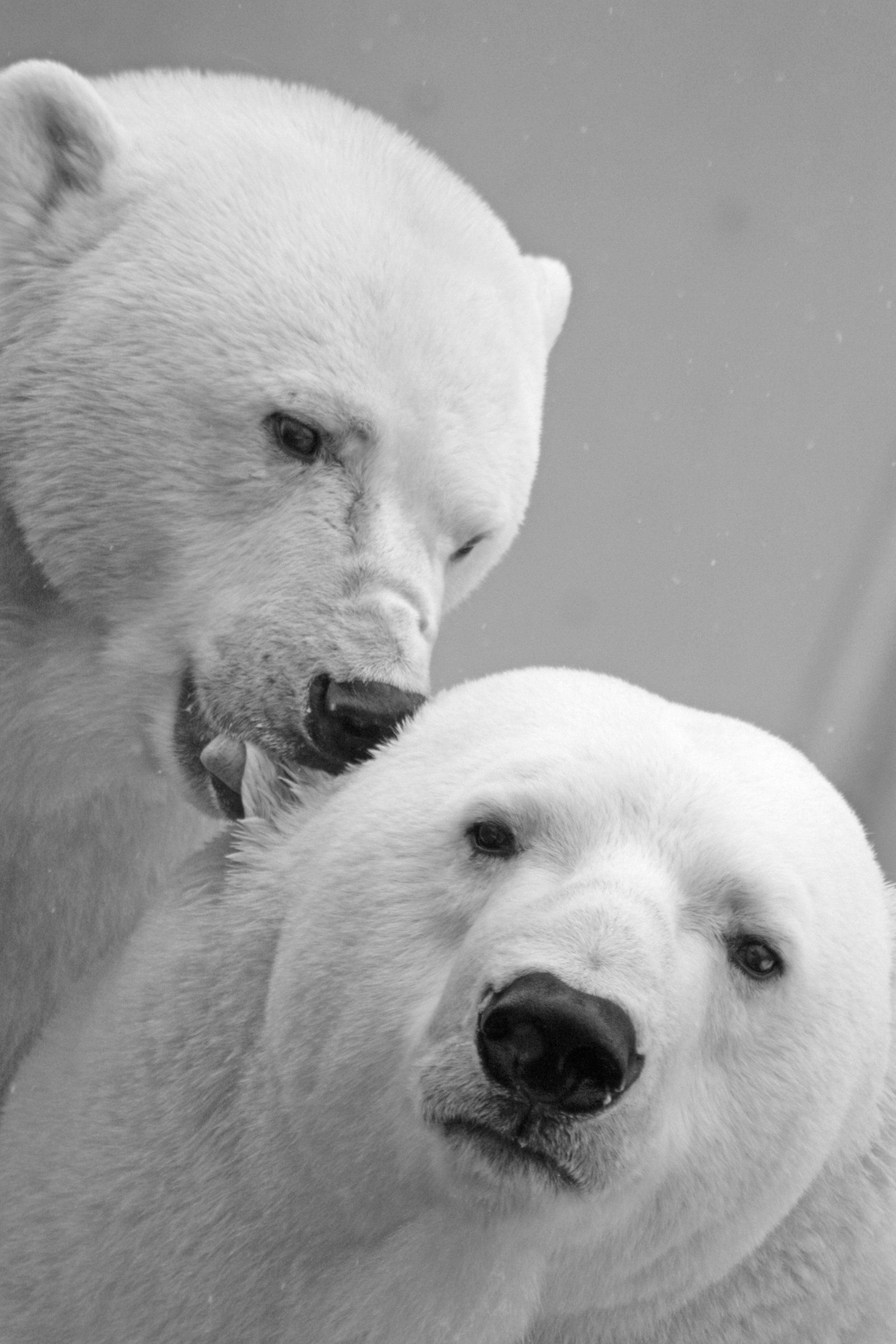 Two polar bears interacting, one biting the other's head, both with neutral expressions.